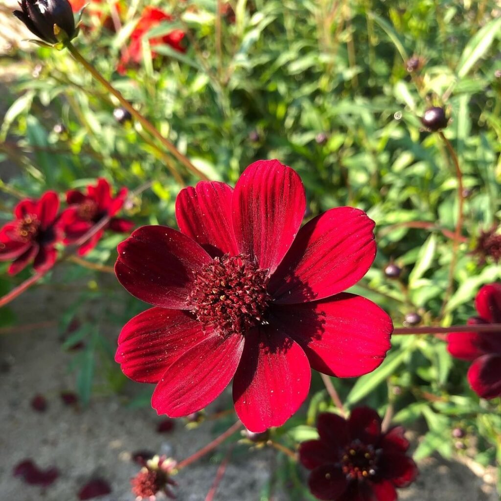 Chocolate Cosmos (*Cosmos atrosanguineus*) is a unique perennial known for its deep, dark brownish-red flowers that emit a rich chocolate scent, adding a distinctive touch to gardens and floral arrangements.