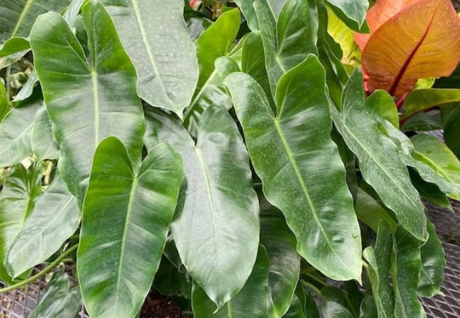 Climbing Philodendron : A Guide to Growing and Caring for This Lush Houseplant