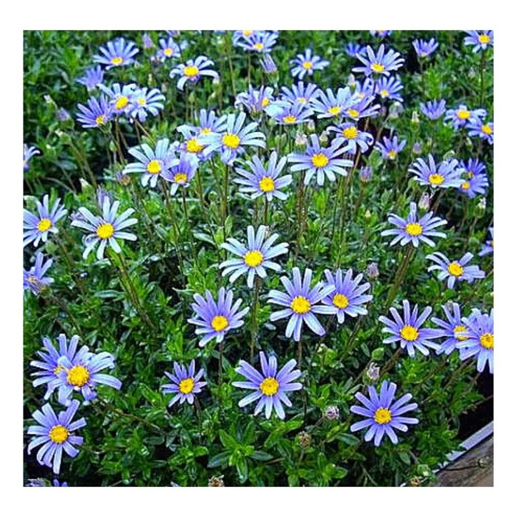 Cobalt Blue Daisy is a stunning perennial with vibrant blue blooms that thrive in sunny gardens, attracting butterflies and adding a splash of color throughout the summer.