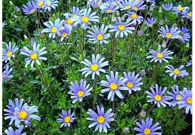 Cobalt Blue Daisy : A Guide to Growing This Rare and Stunning Flower (2024)