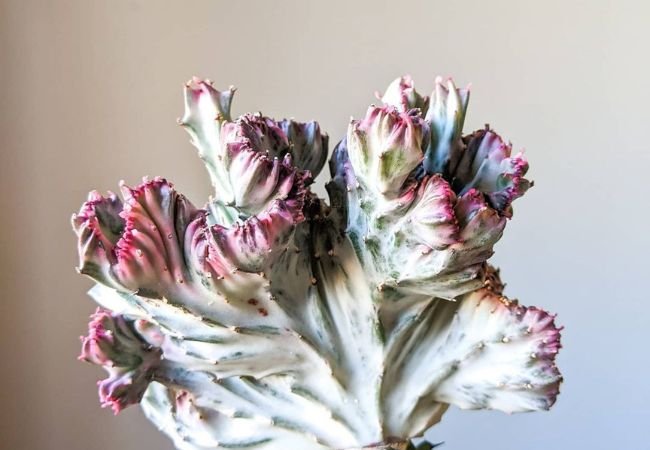 Coral Cactus : A Comprehensive Guide to Growing This Unique Succulent (2024)