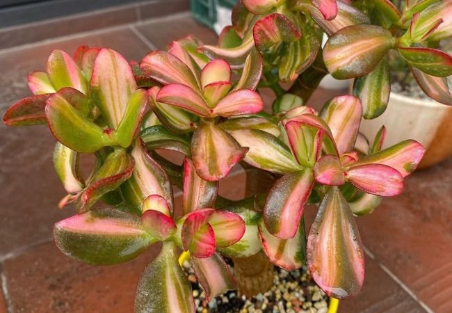 Crassula ovata 'Variegata': The Complete Guide to Variegated Jade Plant Care (2024)