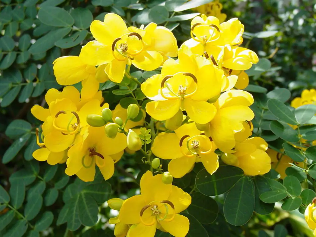 Yellow-flowering bushes, such as Forsythia, Potentilla, and Yellow Roses, brighten landscapes with vibrant blooms, adding a cheerful splash of color in gardens and attracting pollinators.