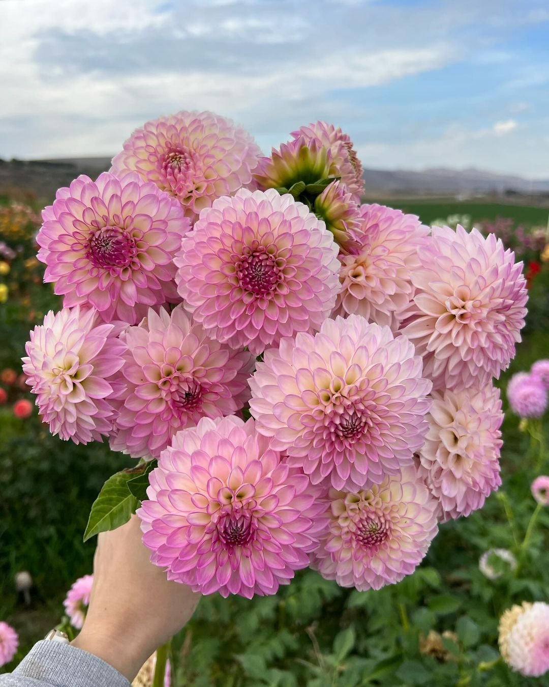 Dahlias are vibrant, bushy flowers with large, intricate blooms in a variety of colors and shapes, valued for their dramatic presence and long-lasting flowers.