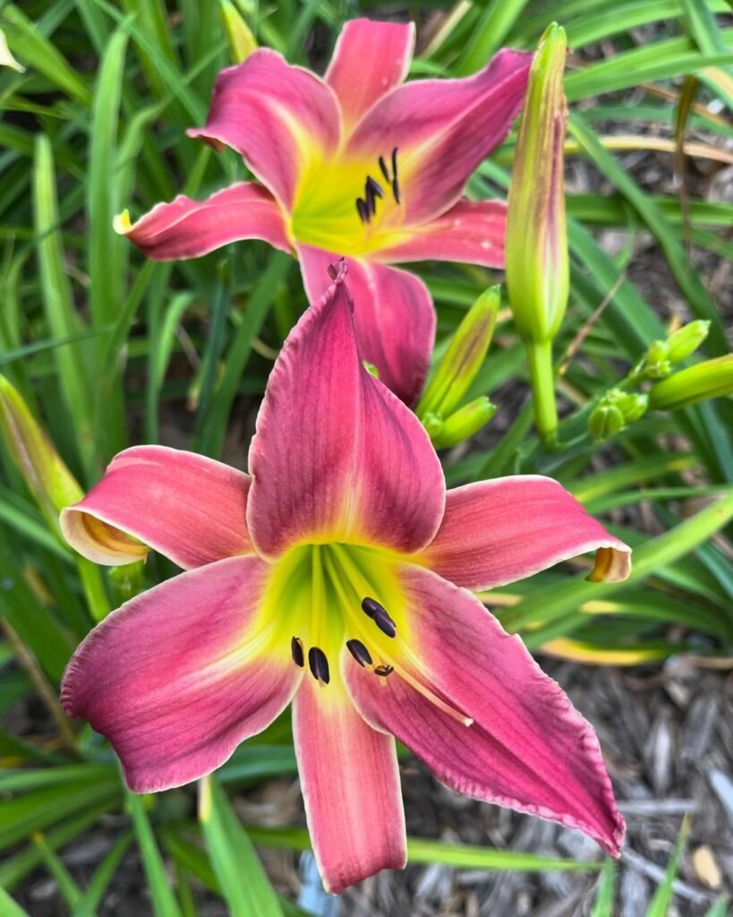 Daylilies (*Hemerocallis*) are hardy, vibrant perennials known for their striking, trumpet-shaped blooms that typically last for just one day, with flowers appearing in a wide range of colors and thriving in various conditions.