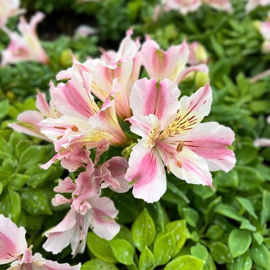 Alstroemeria, also known as Peruvian lily, features vibrant, multi-colored blooms with intricate patterns, symbolizing friendship, mutual support, and prosperity.