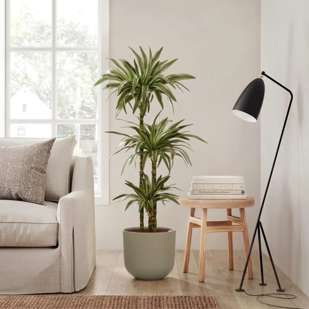 Dracaena