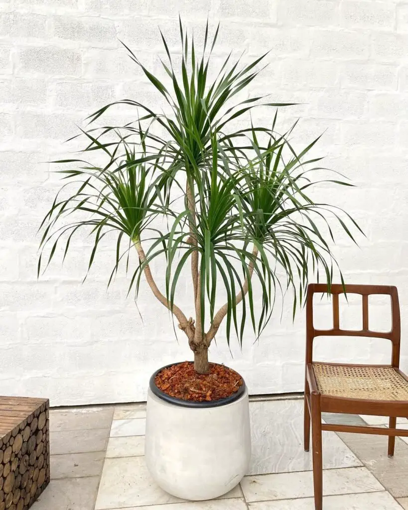 Dracaena marginata, or Dragon Tree, is a low-maintenance indoor plant with slender, arching green leaves edged in red, known for its air