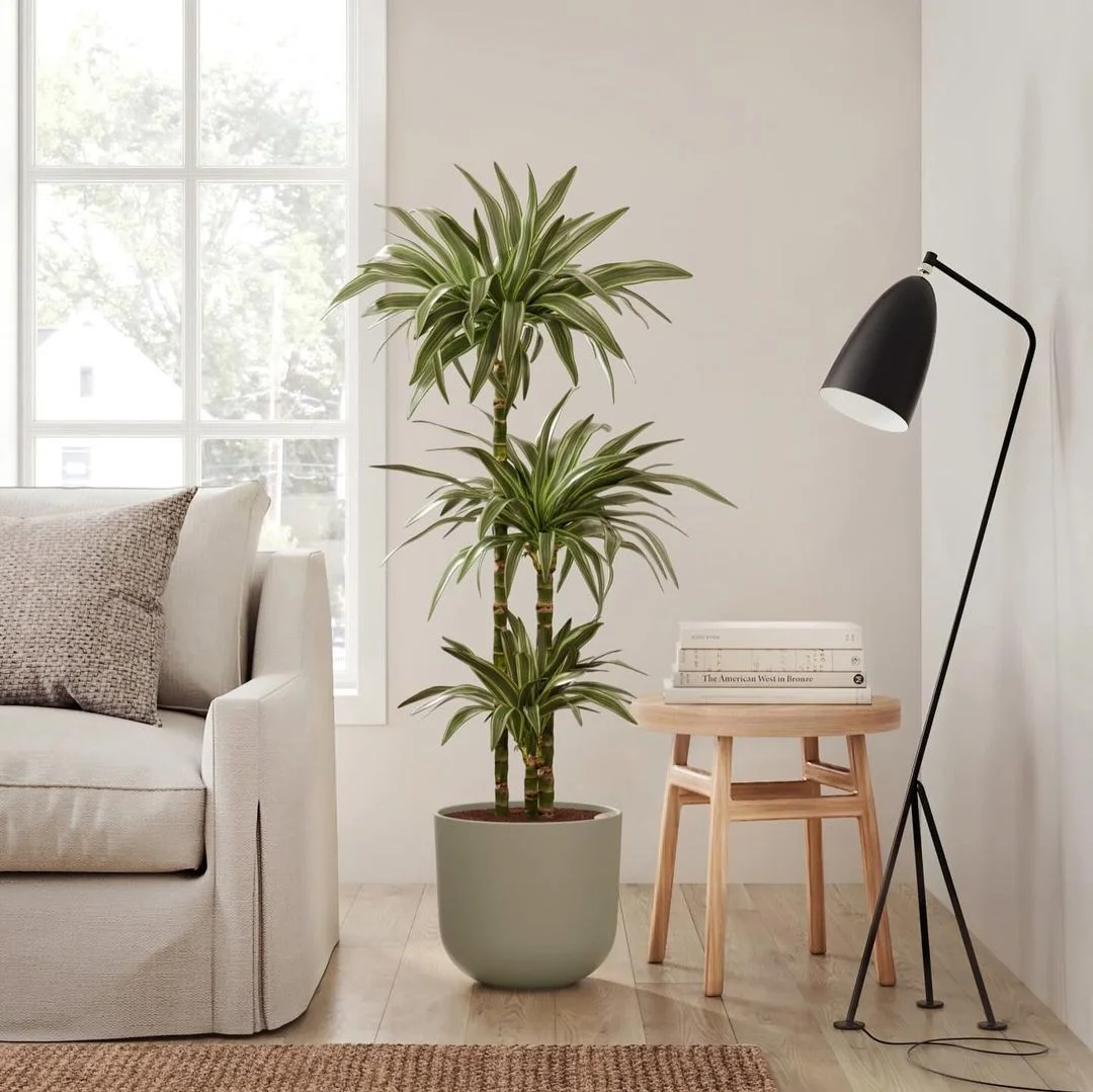 A cozy living room featuring a Dracaena plant beside a comfortable chair, creating a serene and inviting atmosphere.