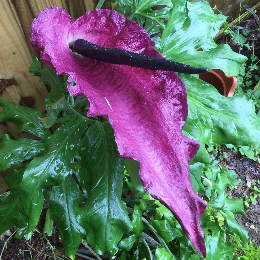 The Dragon Arum (*Dracunculus vulgaris*) is a striking plant known for its large, dark purple, dragon-like spathe and distinctive, spiky inflorescence, which emits a strong odor to attract pollinators.