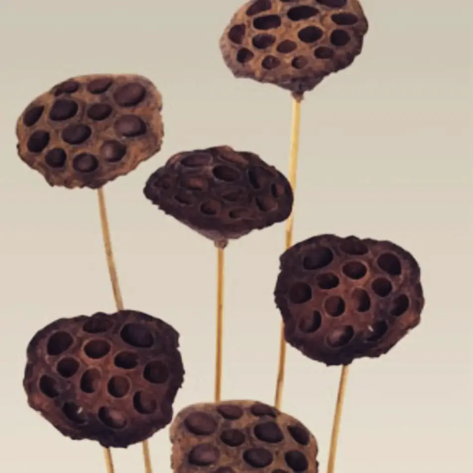 Dried lotus pods are popular decorative elements, featuring distinctive round shapes with holes where seeds once were, adding a natural, rustic aesthetic to floral arrangements and home décor.