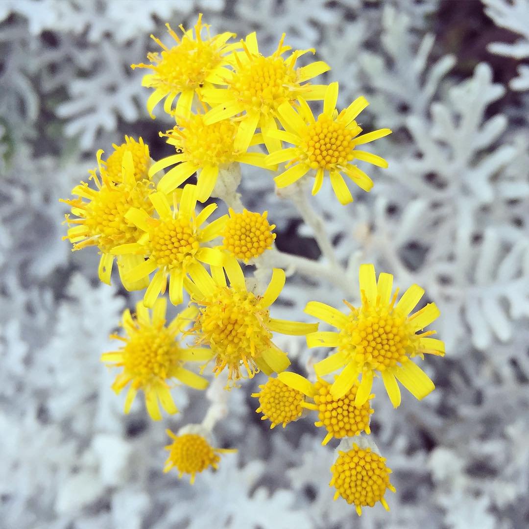 A close-up view of vibrant yellow flowers in a field, complemented by the soft gray foliage of Dusty Miller plants.