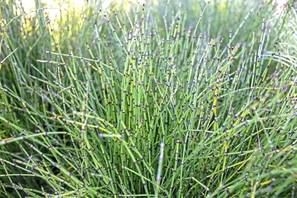 Dwarf Horsetail (Equisetum scirpoides) is a compact, bamboo-like plant with slender, segmented stems, perfect for adding a unique, architectural touch to gardens or water features.






