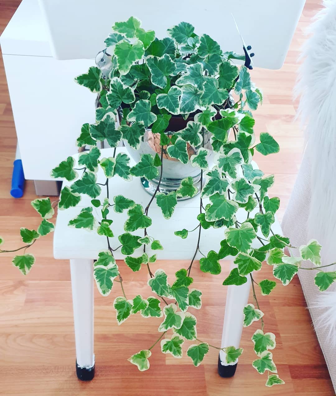 A vibrant English Ivy plant rests on a chair against a backdrop of clean white walls, adding a touch of nature indoors.