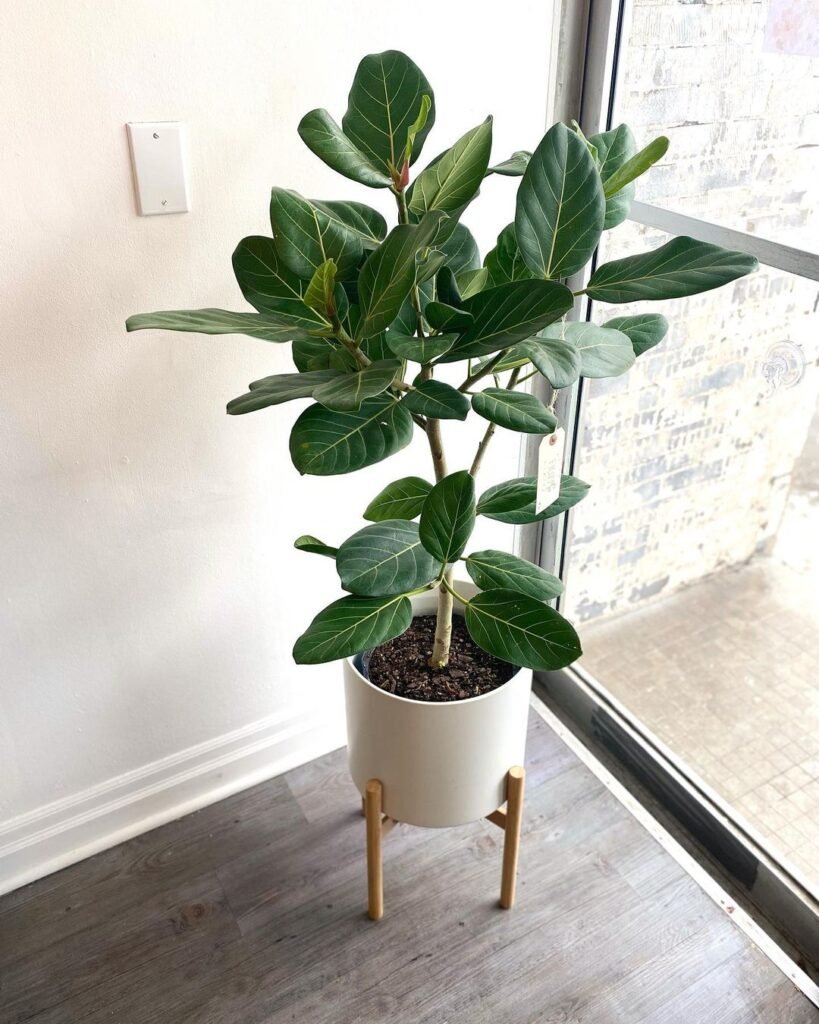 Ficus Audrey care involves providing bright, indirect light, maintaining moderate humidity, watering when the top inch of soil is dry, and using well-draining potting mix for optimal growth.