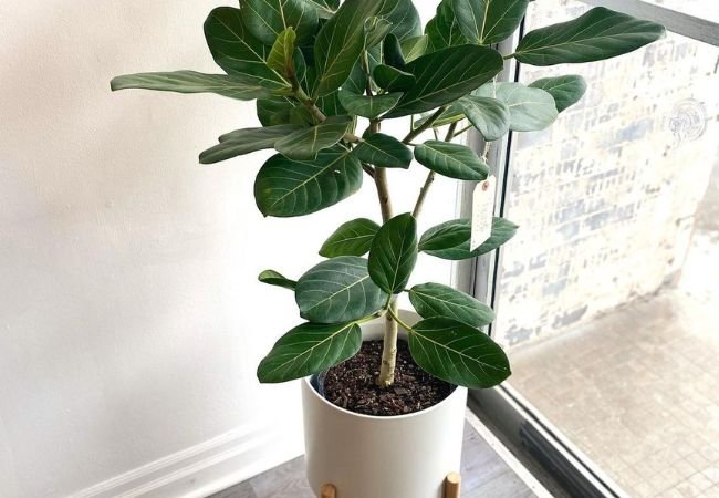 Ficus Audrey Care : The Ultimate Guide to Growing This Elegant Houseplant (2024)