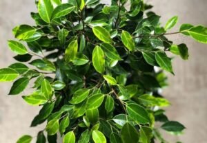 Ficus Benjamina Growth Rate : Understanding the Weeping Fig's Pace (2024 Guide)