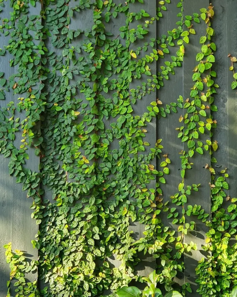 Creeping Fig (*Ficus pumila*) is a fast-growing, evergreen vine with small, heart-shaped leaves, ideal for covering walls, fences, or creating a lush green backdrop. Plants