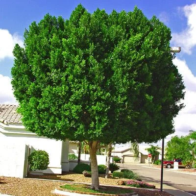 Ficus nitida, also known as Indian Laurel Fig, is a popular tree for landscaping due to its dense foliage, drought tolerance, and ability to be shaped into hedges or grown as a shade tree.