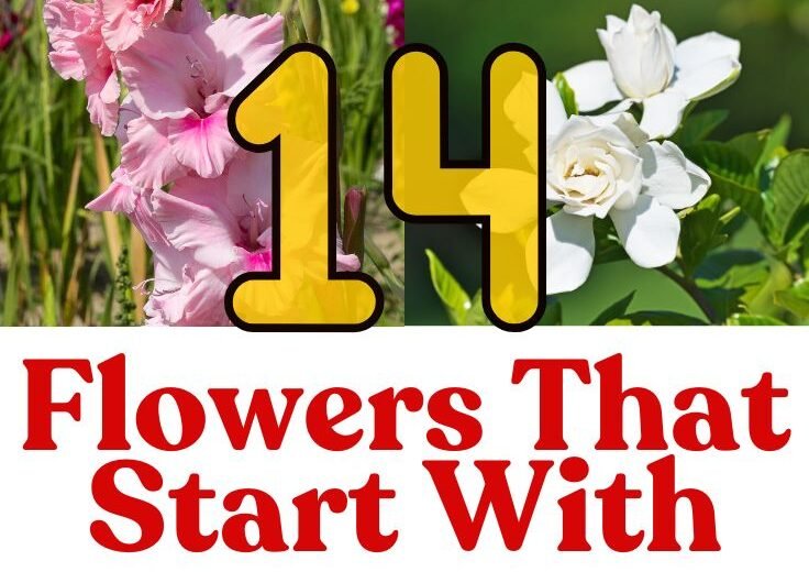 Flowers That Start With G