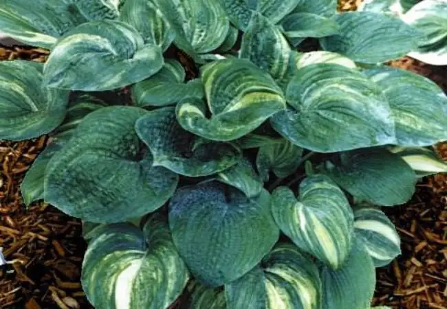 Foxy Doxy Hosta : A Stunning Shade Garden Favorite