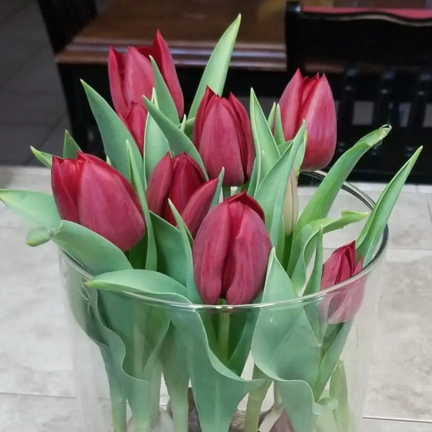 Tulips are elegant, spring-blooming flowers with cup-shaped blooms in a wide range of colors, symbolizing love and renewal, and are often featured in gardens and bouquets.