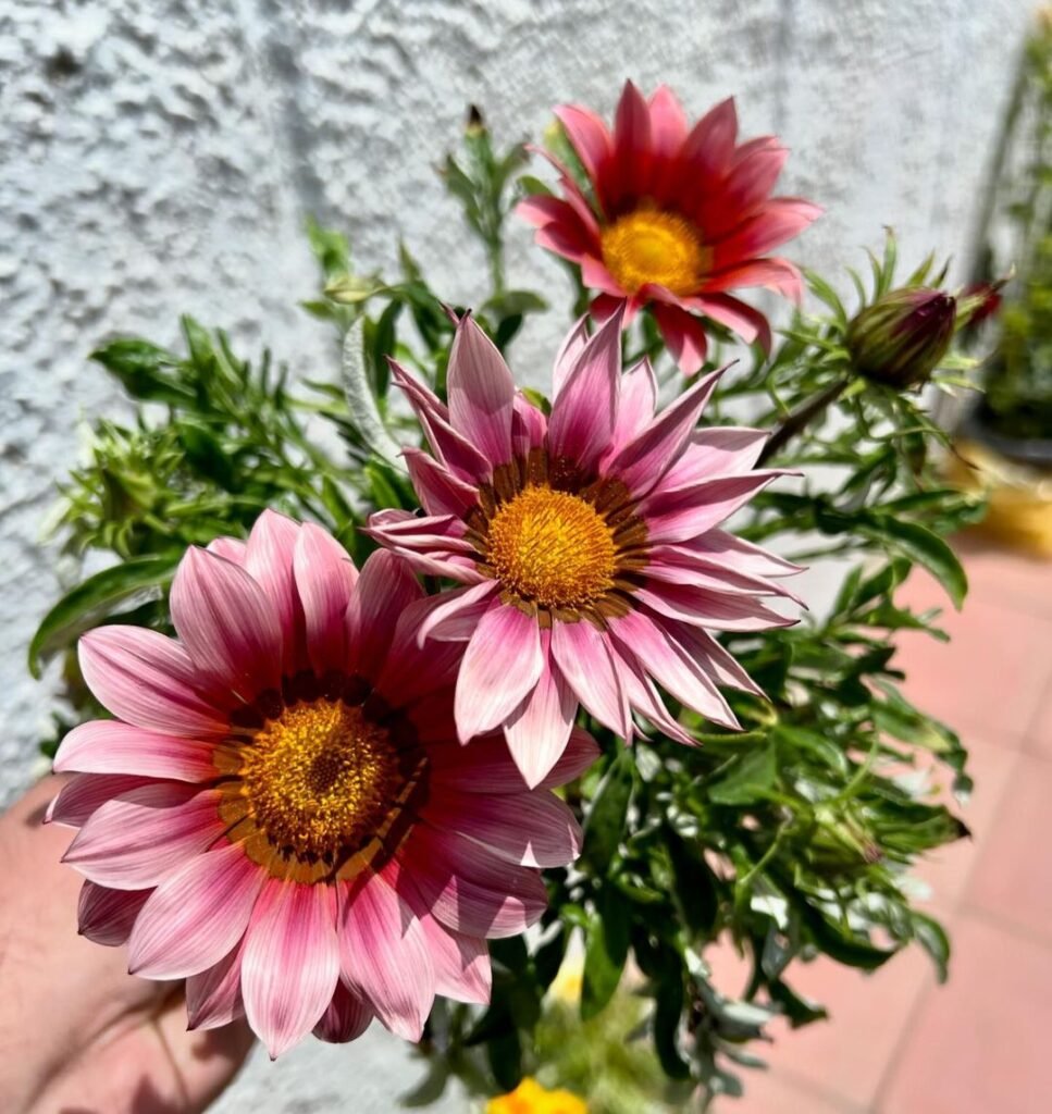 Gazania, also known as treasure flower, is a drought-tolerant plant with bright, daisy-like blooms in vibrant colors, ideal for sunny gardens and adding bold splashes of color to landscapes.