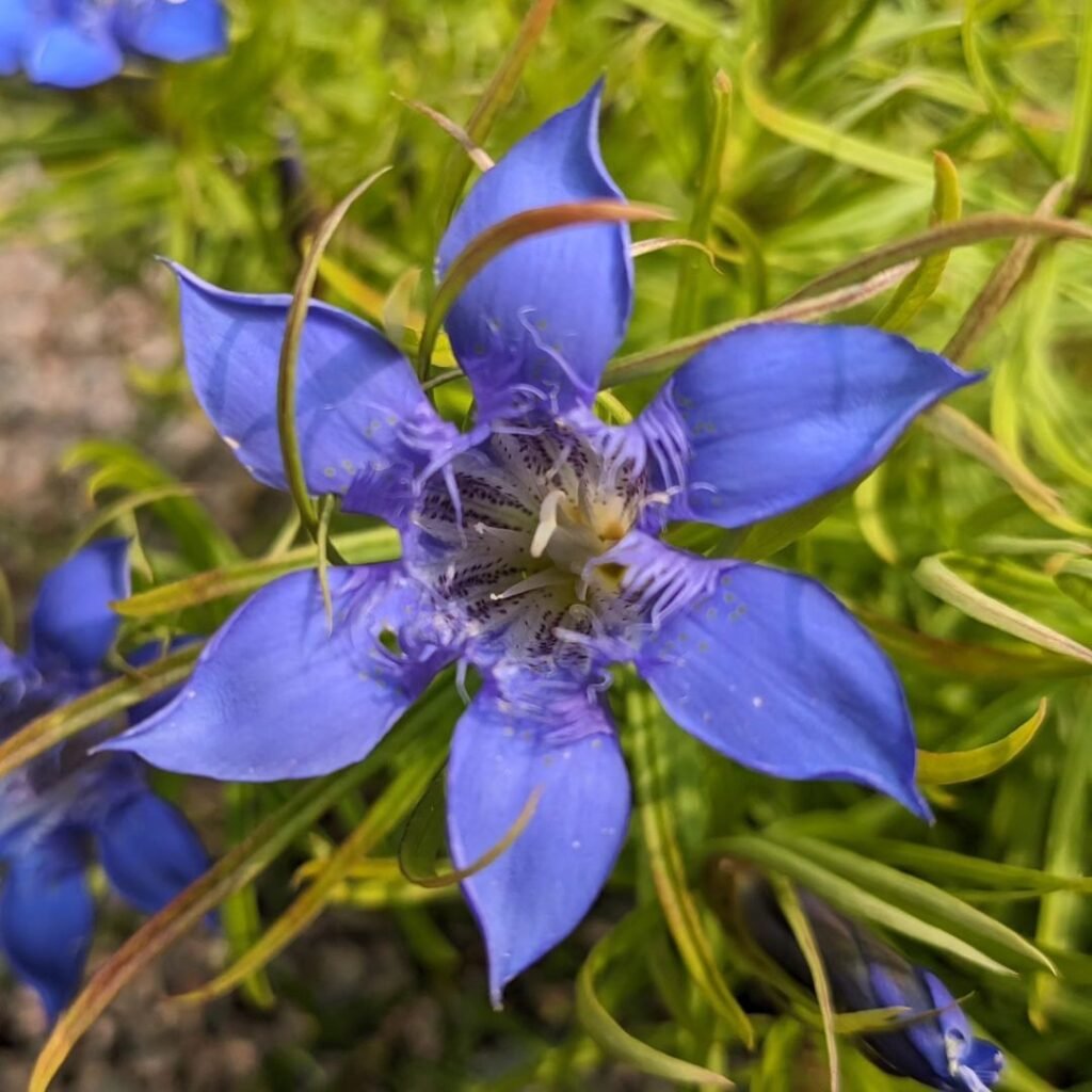 Gentian is a perennial plant known for its striking, trumpet-shaped flowers, typically in shades of blue, purple, or white, and often found in alpine and mountainous regions, adding beauty to gardens and natural landscapes.