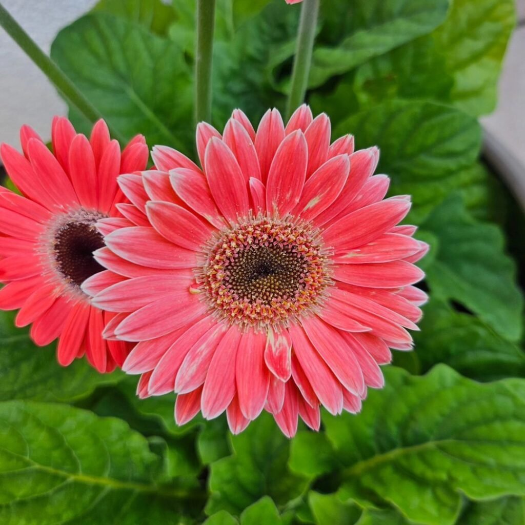 Gerbera daisies are bright, cheerful flowers known for their large, vibrant blooms in a wide range of colors, making them a favorite in gardens and floral arrangements.