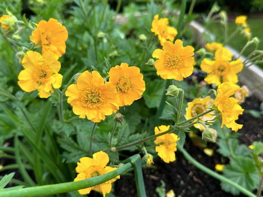 Geum is a clump-forming perennial with vibrant, cup-shaped flowers in shades of red, orange, or yellow, thriving in sunny spots and adding long-lasting color to gardens.