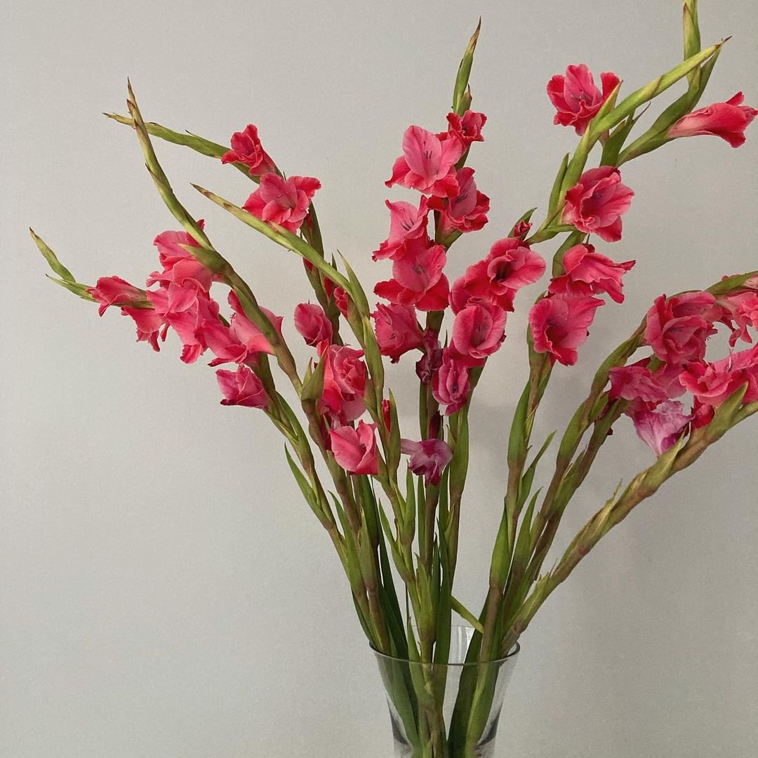 Gladiolus are tall, sword-shaped flowers with spikes of trumpet-shaped blooms in various colors, popular in floral arrangements and gardens for their dramatic vertical display.