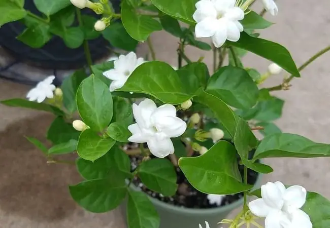 Growing Jasmine Plants Indoors : A Complete Guide to Fragrant Success (2024)