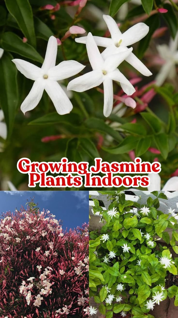 Growing Jasmine Plants Indoors: Your Ultimate Guide for USA Gardeners