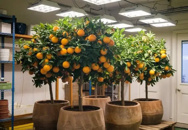 Growing Orange Trees Under Grow Lights : A Complete Guide for Indoor Citrus Success