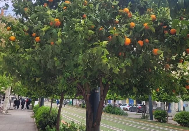 Growing Orange Trees Under Grow Lights : A Complete Guide for Indoor Citrus Success