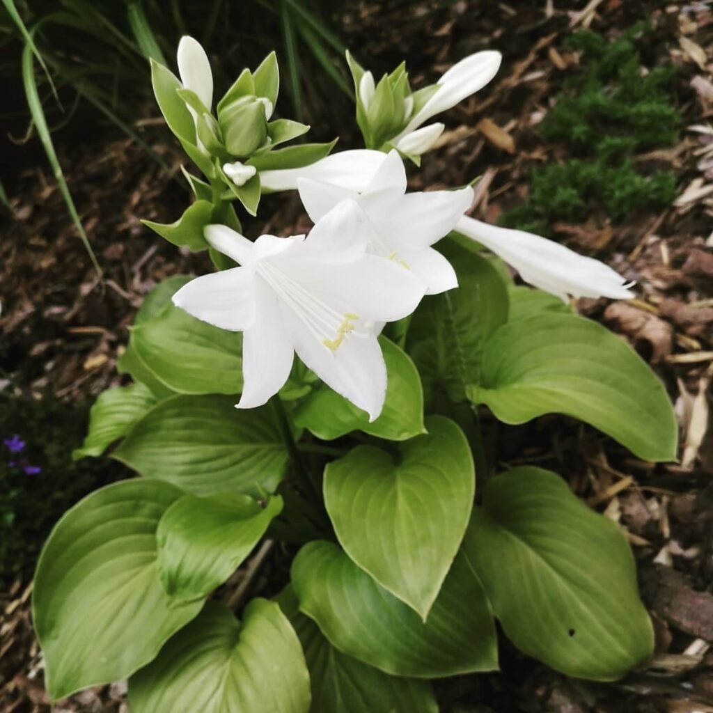 Hostas are shade-loving perennials prized for their lush foliage and variety of leaf shapes and colors, making them ideal for creating texture in gardens.