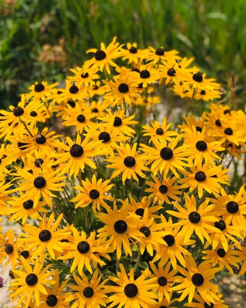 Black-eyed Susans (*Rudbeckia hirta*) are cheerful, hardy perennials with bright yellow petals and dark centers, known for their ability to thrive in various conditions and attract butterflies and bees.