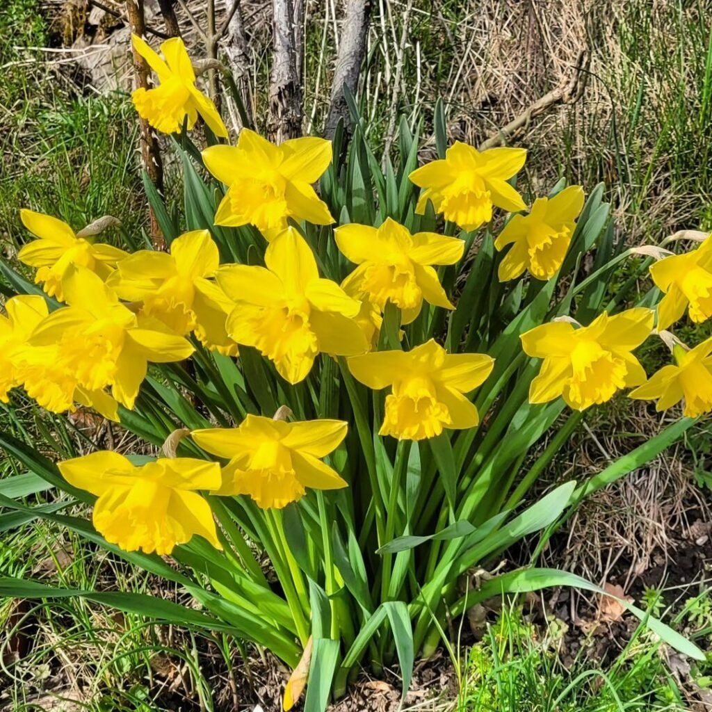 Daffodils are cheerful spring flowers with bright yellow or white trumpet-shaped blooms, symbolizing new beginnings, hope, and the arrival of warmer weather.