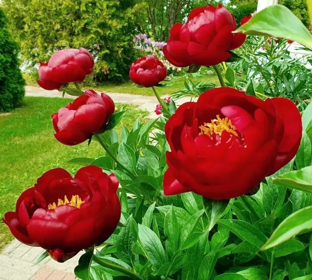 Red peonies are lush, showy perennials with vibrant, fragrant blooms, symbolizing love and prosperity, and are popular in gardens and floral arrangements.