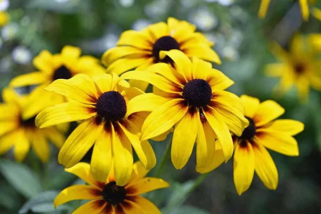 Black-Eyed Susans (*Rudbeckia hirta*) are bright, cheerful wildflowers with golden-yellow petals and dark brown, dome-shaped centers, commonly used in gardens to attract pollinators.