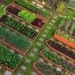 How to Start an Organic Vegetable Garden : A Comprehensive Step-by-Step Guide (2024)