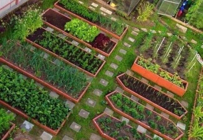 How to Start an Organic Vegetable Garden : A Comprehensive Step-by-Step Guide (2024)