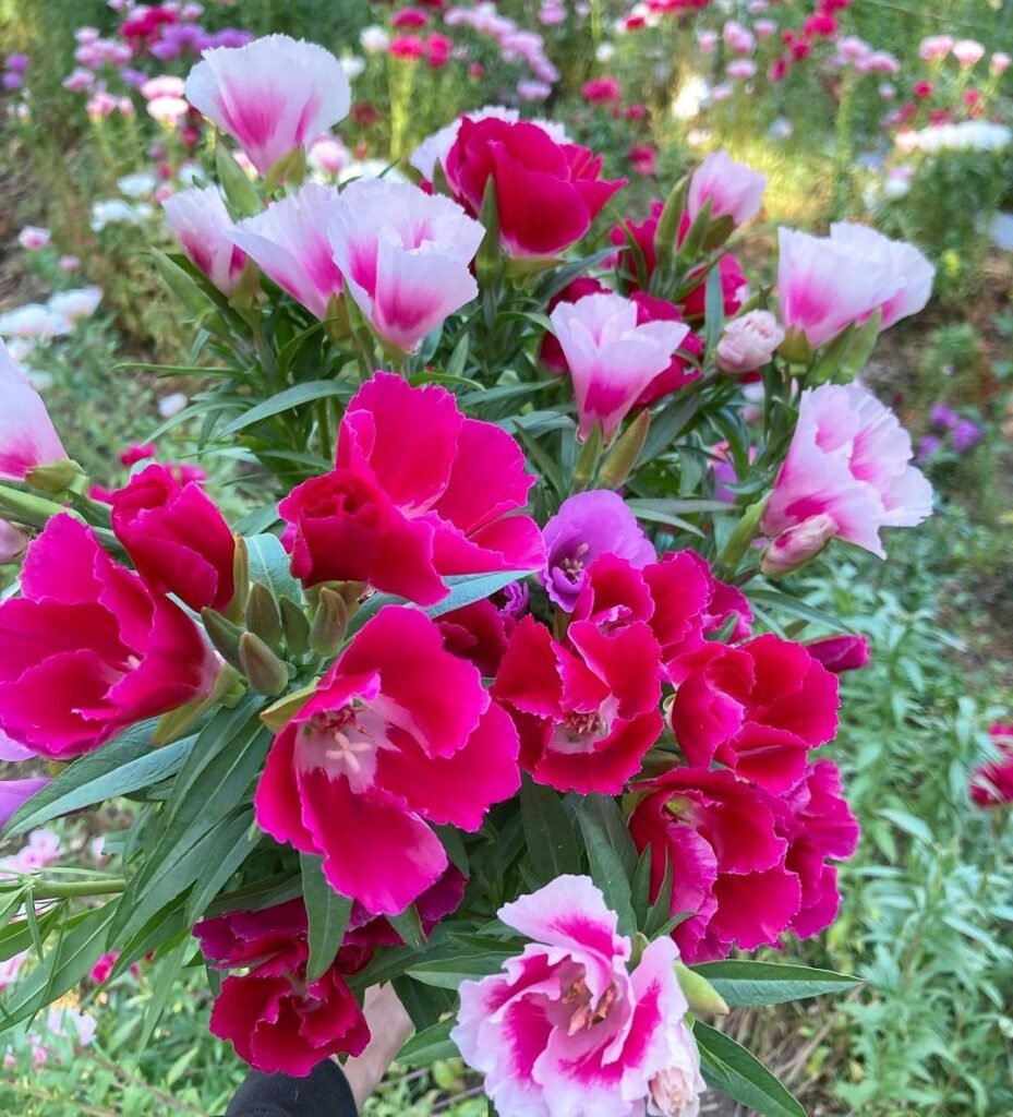 Godetia, also known as farewell-to-spring, is an annual plant with cup-shaped, satin-like blooms in shades of pink, red, and white, bringing bright color to summer gardens.