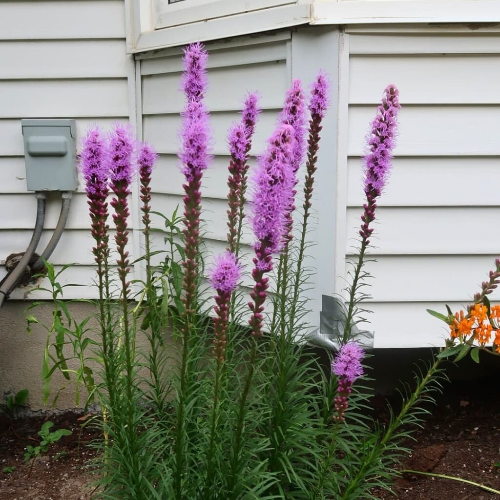 Blazing Star (*Liatris*) is a tall, spiky perennial with vibrant purple or white flower stalks, known for attracting pollinators and adding vertical interest to gardens.