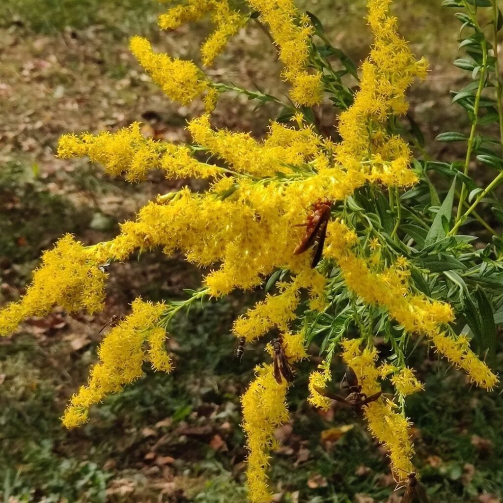 Goldenrod is a perennial plant characterized by its tall stems and clusters of bright yellow flowers, thriving in sunny locations and attracting pollinators while adding vibrant color to late summer and fall gardens.