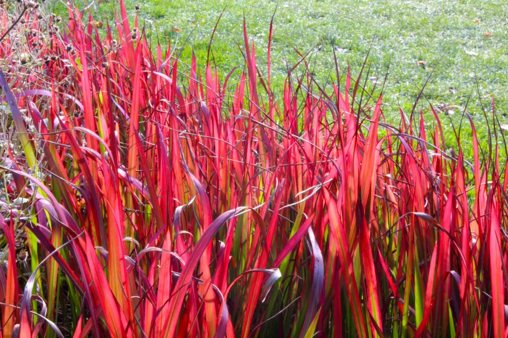 10 Spooky Plants for a Halloween Garden: Eerie Ideas & Care Tips 12 Japanese Blood Grass (Imperata cylindrica ‘Rubra’)
