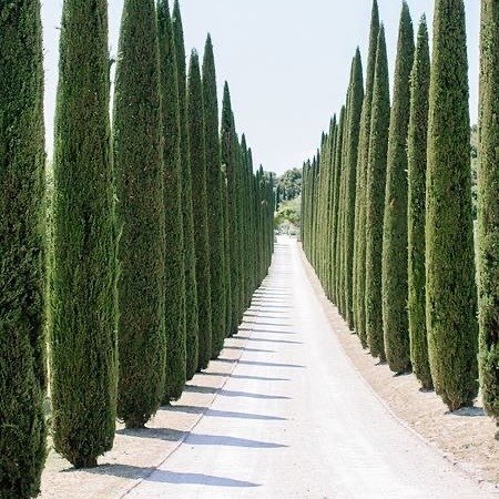 Italian Cypress (*Cupressus sempervirens*) is a tall, slender evergreen tree known for its narrow, columnar shape, often used in landscaping for a formal, Mediterranean look. Evergreen Trees 