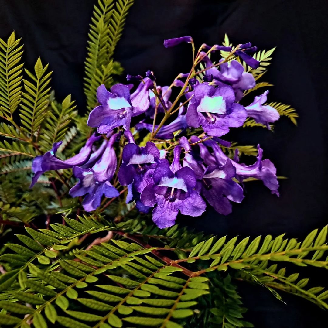 A vase filled with vibrant purple Jacaranda flowers and lush green leaves, creating a striking floral arrangement.
