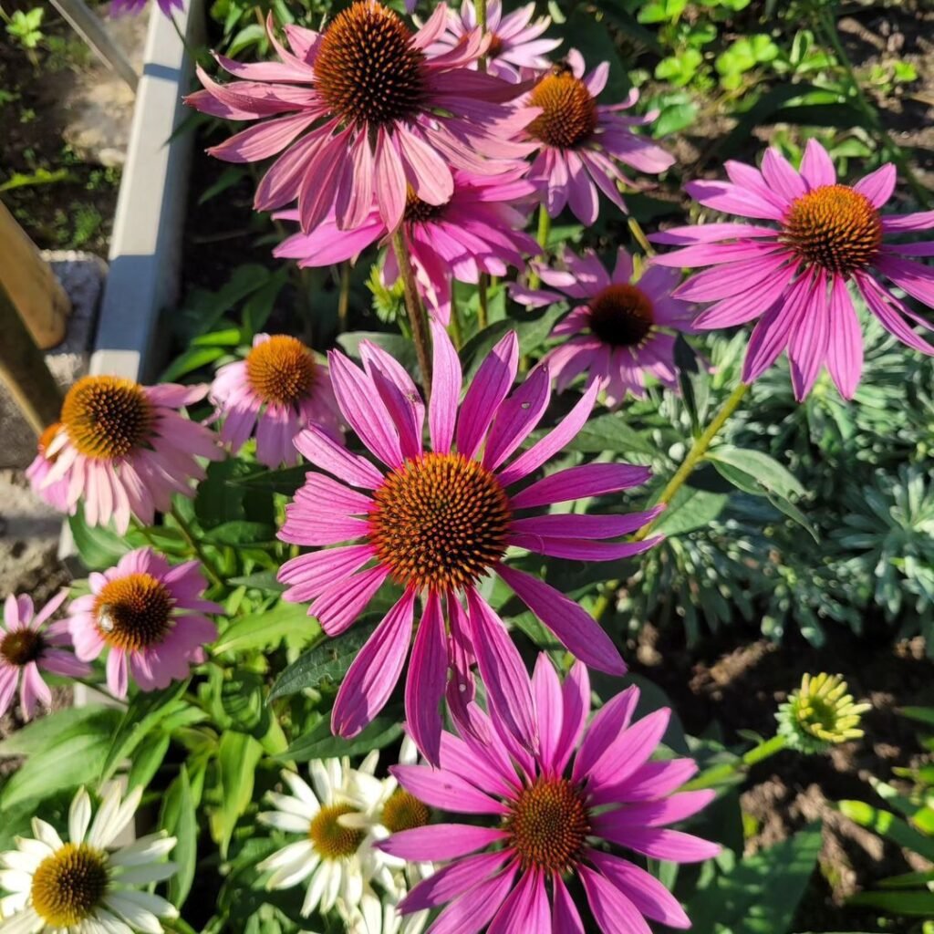 Coneflowers (*Echinacea*) are hardy, daisy-like perennials with distinctive cone-shaped centers and vibrant petals, known for attracting pollinators and offering medicinal properties.