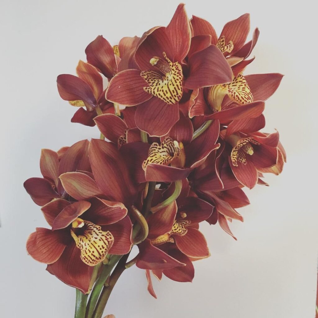 Brown Orchid, often referring to varieties like *Dendrobium* or *Oncidium*, showcases unique brown or earthy-toned petals, adding exotic beauty and intrigue to floral arrangements and indoor spaces.